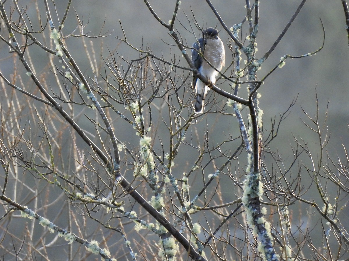 Sharp-shinned Hawk - ML650679659