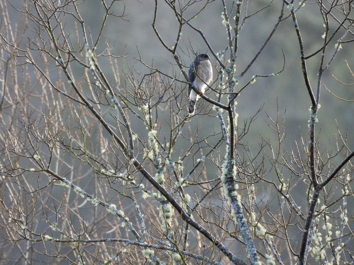 Sharp-shinned Hawk - ML650679660