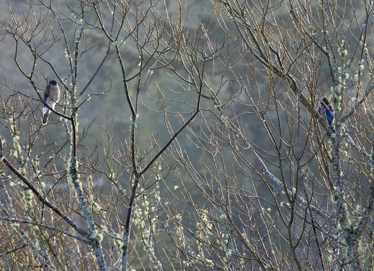 Sharp-shinned Hawk - ML650679663