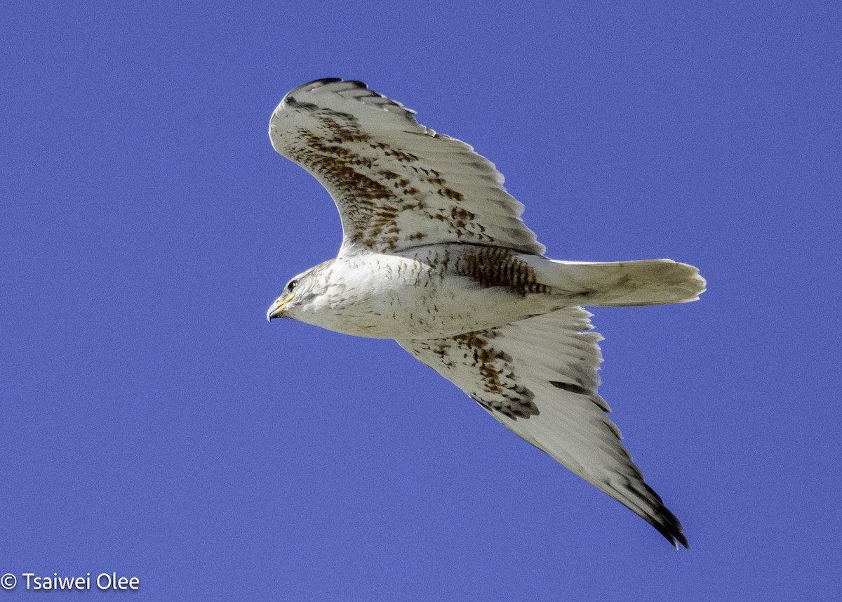 Ferruginous Hawk - ML650679667