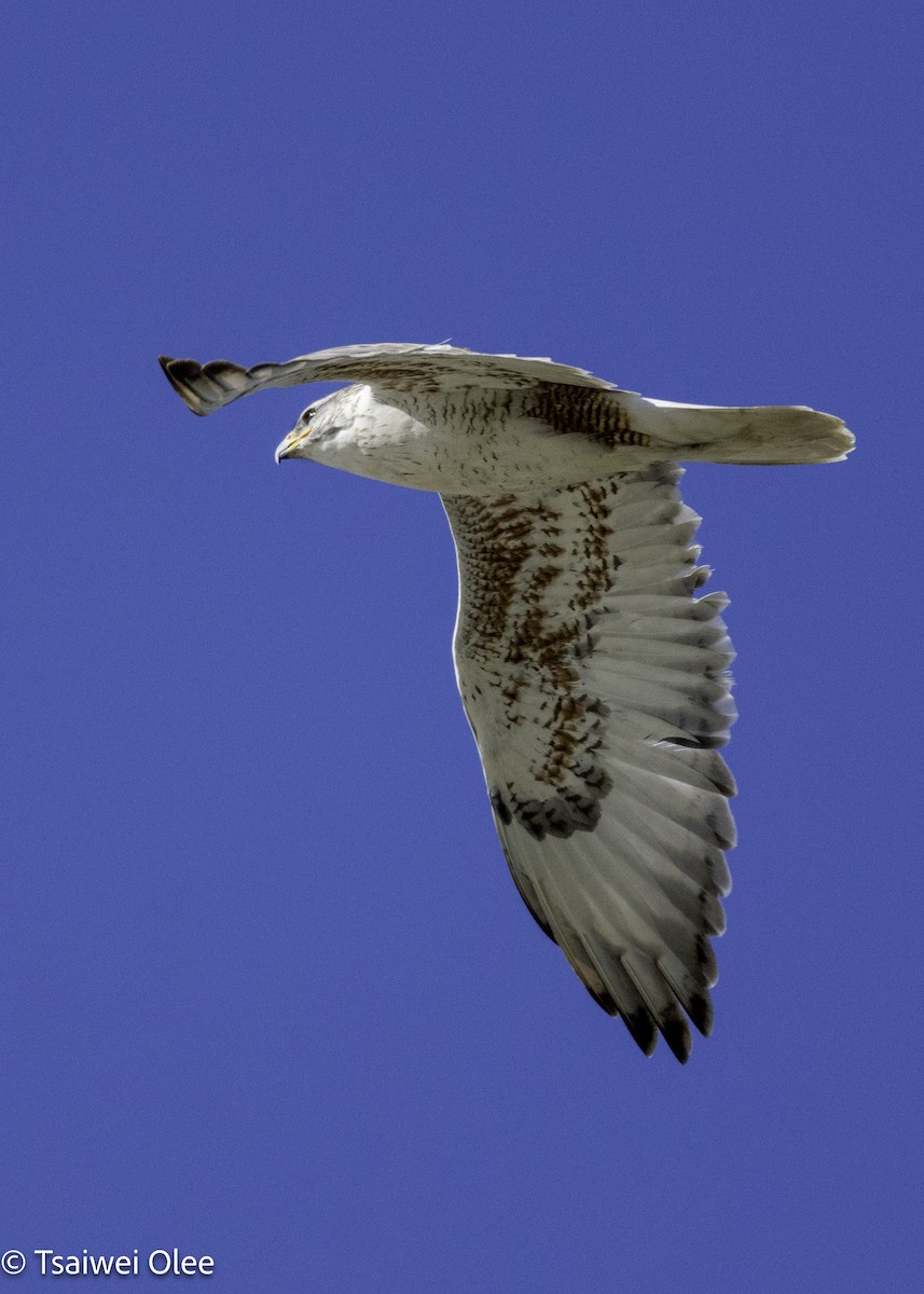 Ferruginous Hawk - ML650679668