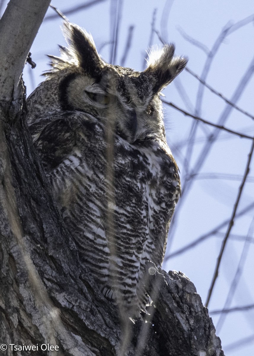 Great Horned Owl - ML650679675