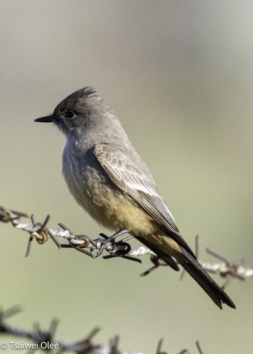 Say's Phoebe - ML650679680