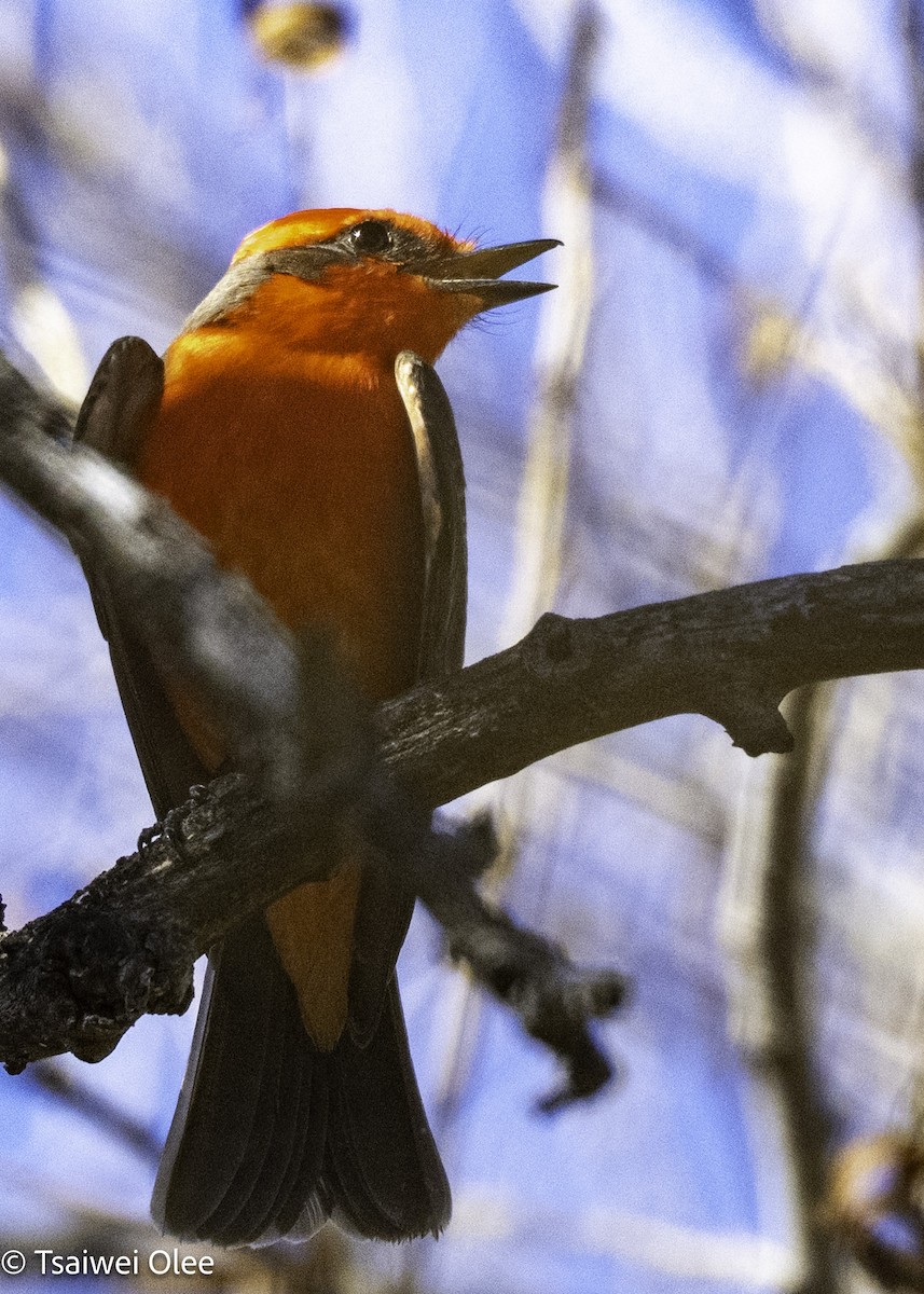 Vermilion Flycatcher - ML650679684