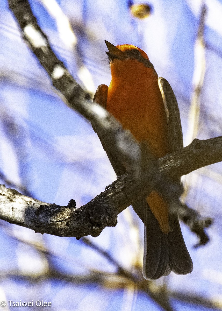 Vermilion Flycatcher - ML650679686
