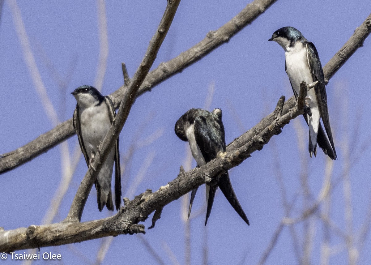 Tree Swallow - ML650679690