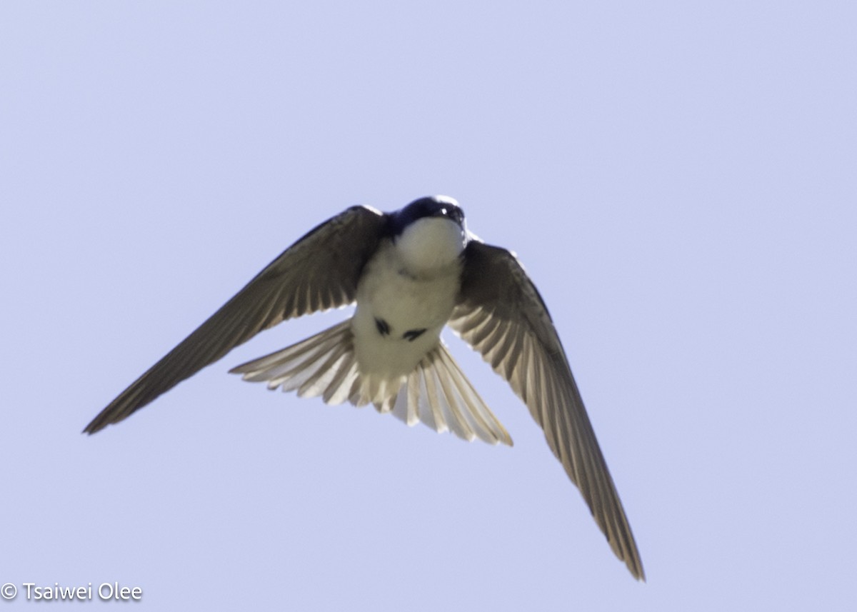 Tree Swallow - ML650679694