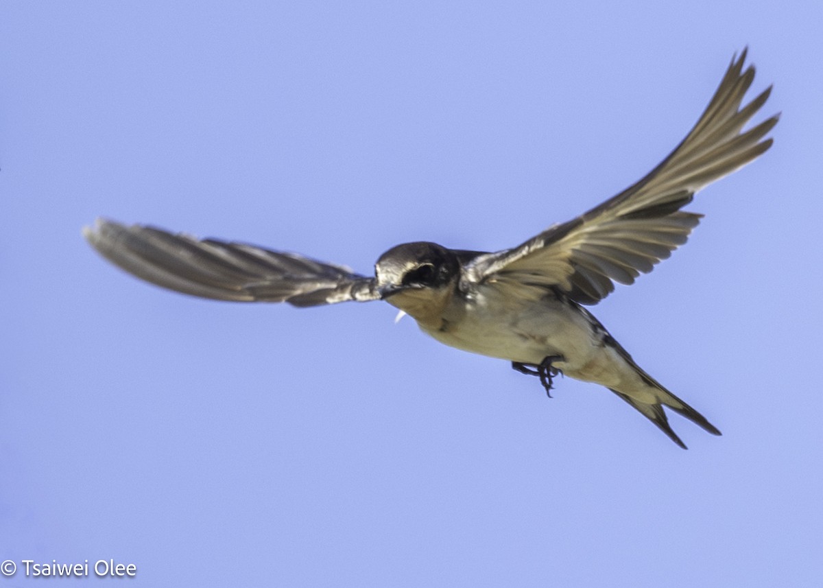 Golondrina Común - ML650679698