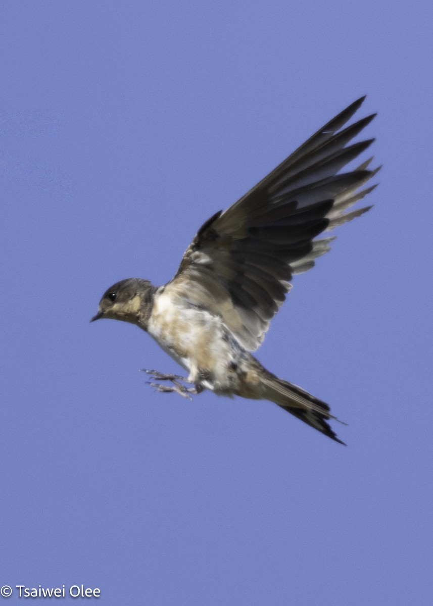 Golondrina Común - ML650679702