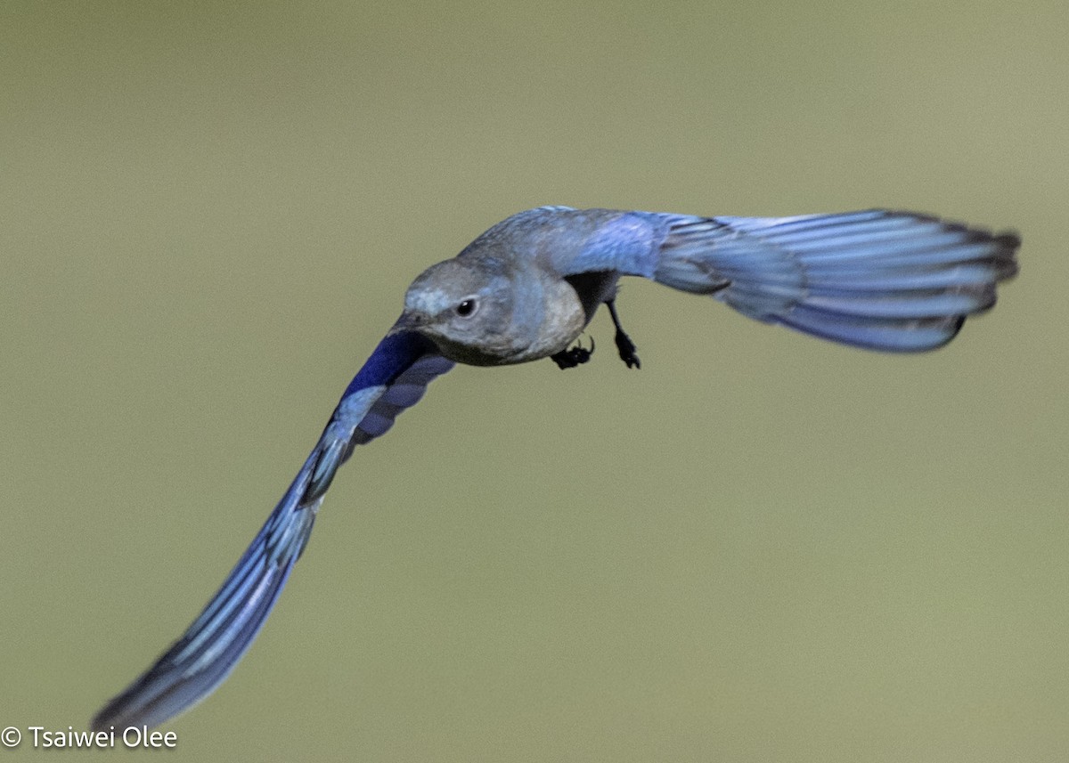 Mountain Bluebird - ML650679709