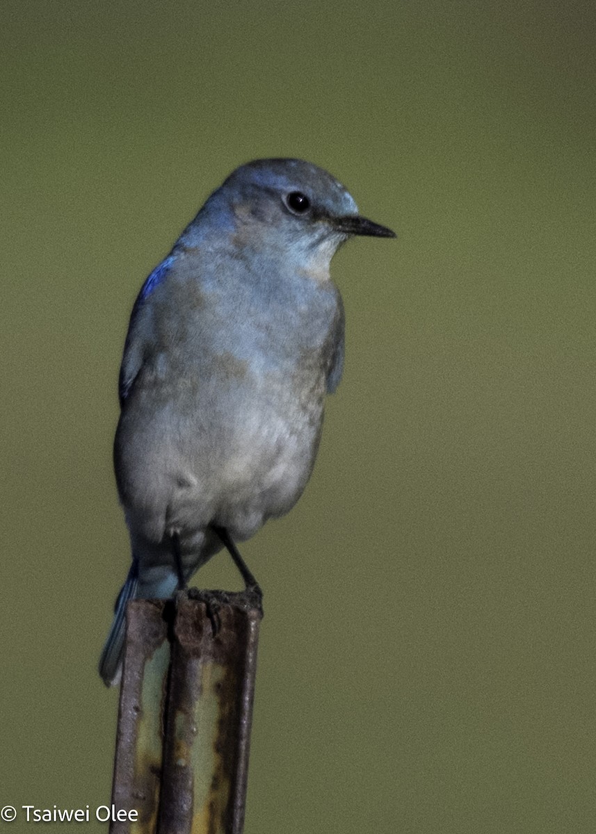 Mountain Bluebird - ML650679711