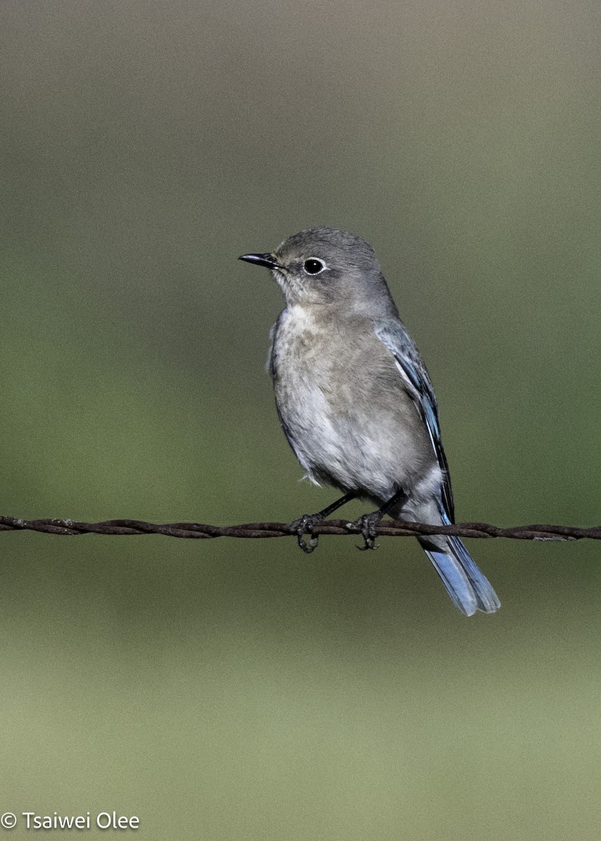 Mountain Bluebird - ML650679713