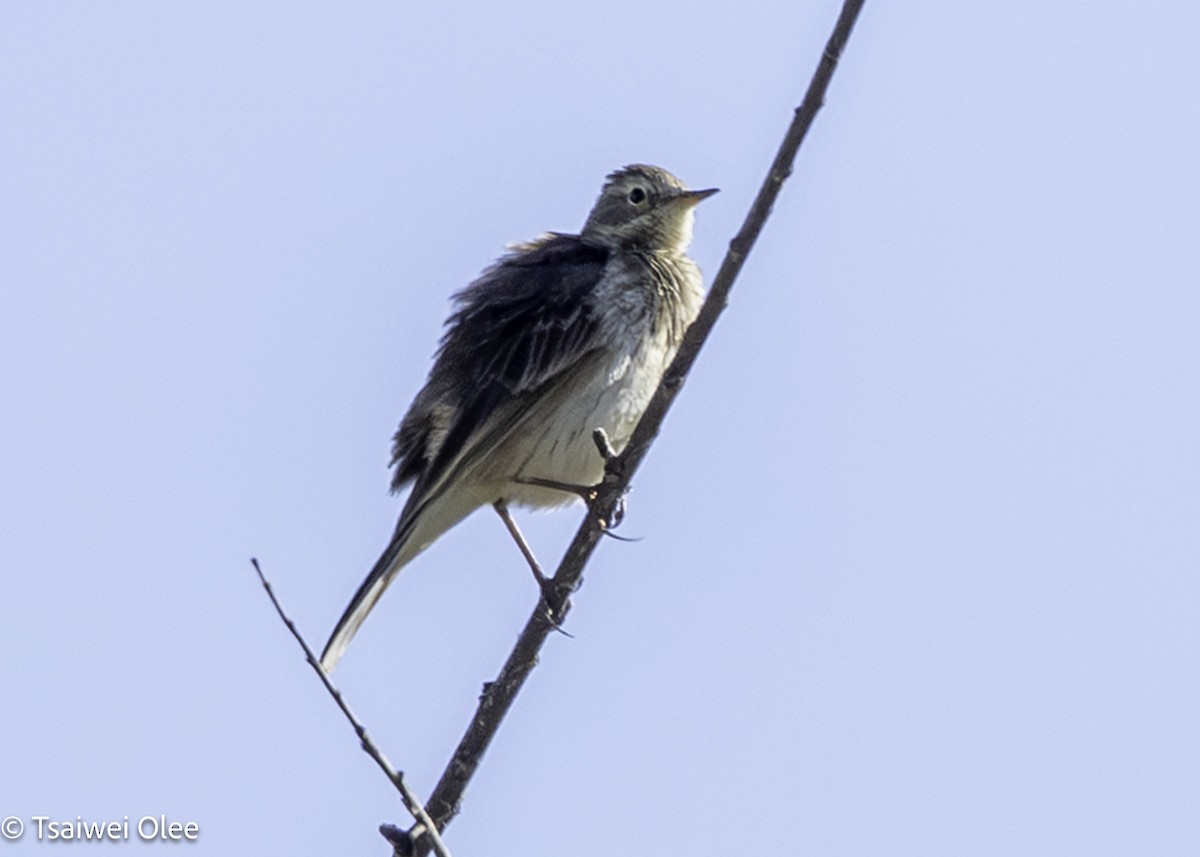 American Pipit - ML650679714
