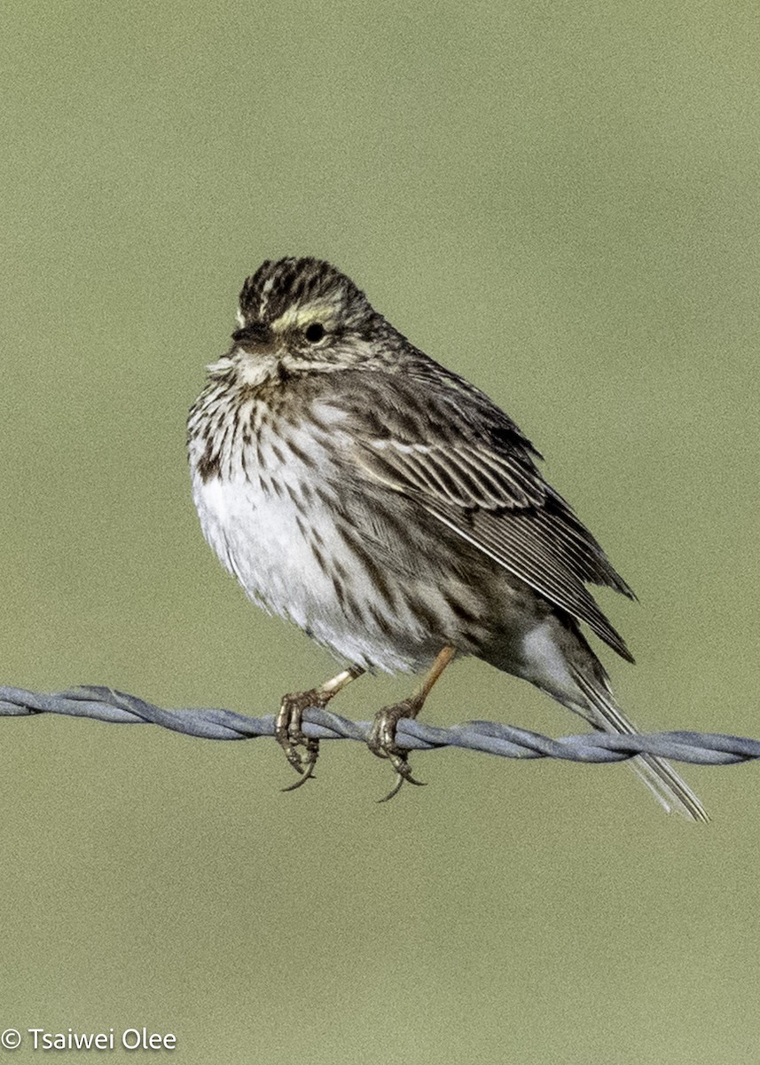 Savannah Sparrow - ML650679727
