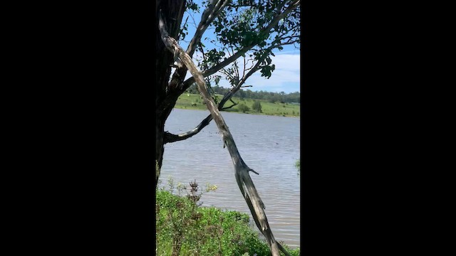 Лунь австралійський - ML650679757