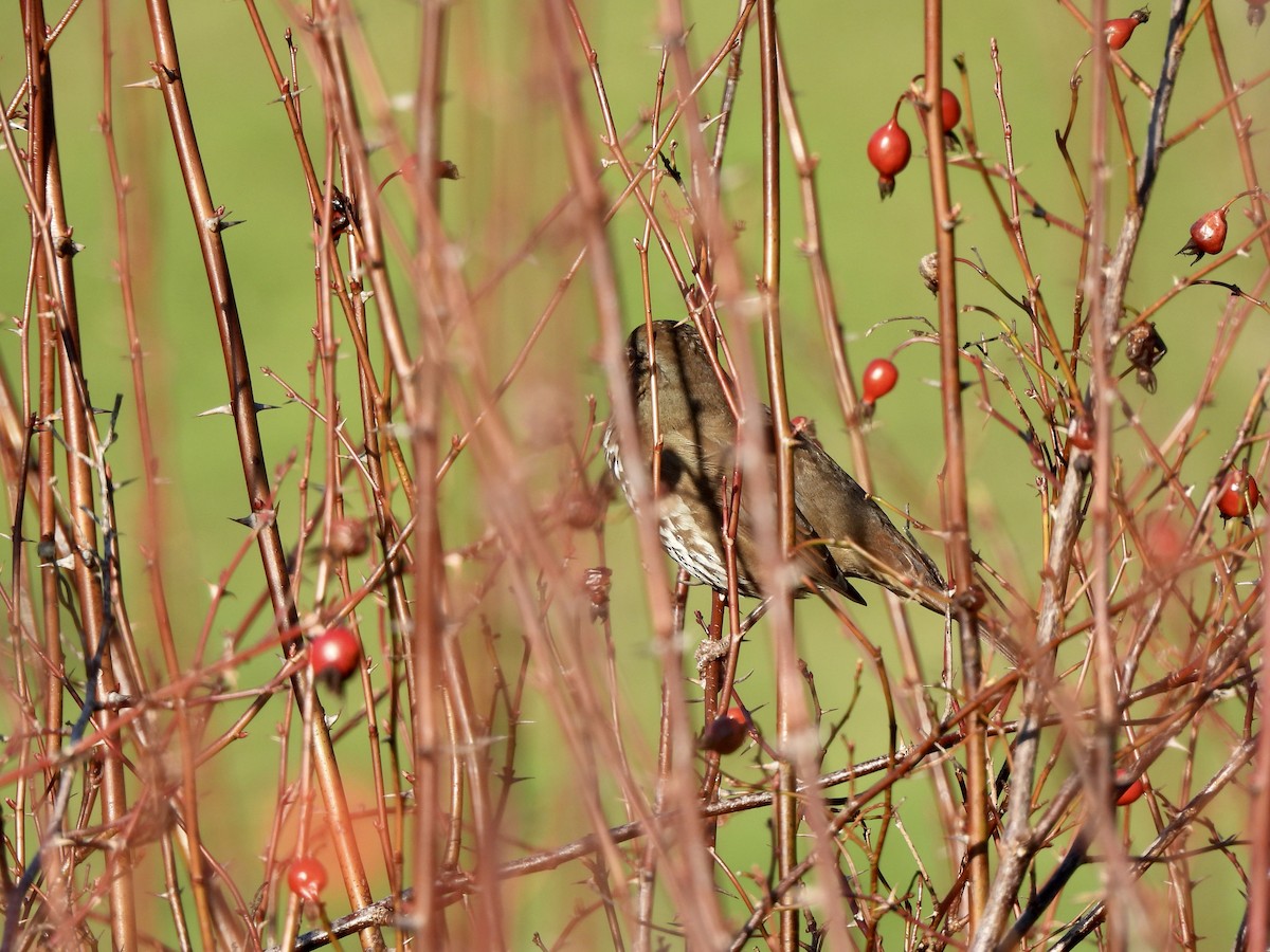 Bruant fauve - ML650679759