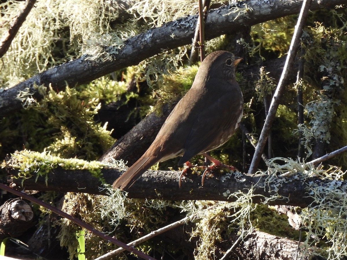 Fox Sparrow - ML650679760