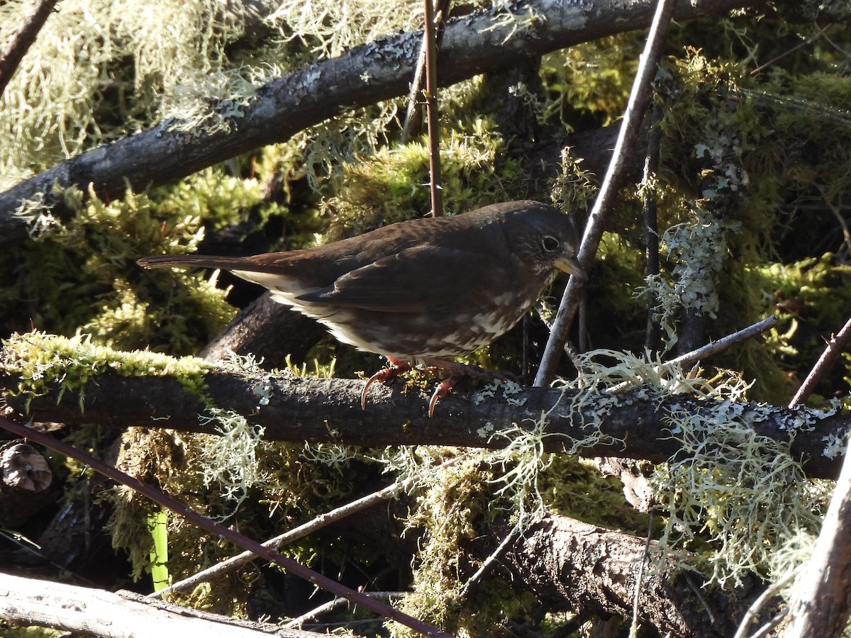 Bruant fauve - ML650679761