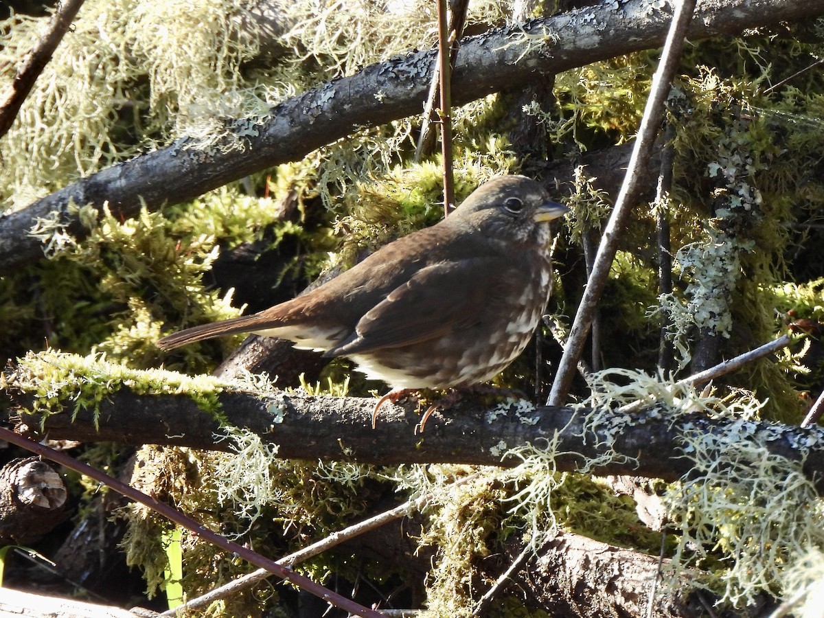 Bruant fauve - ML650679762