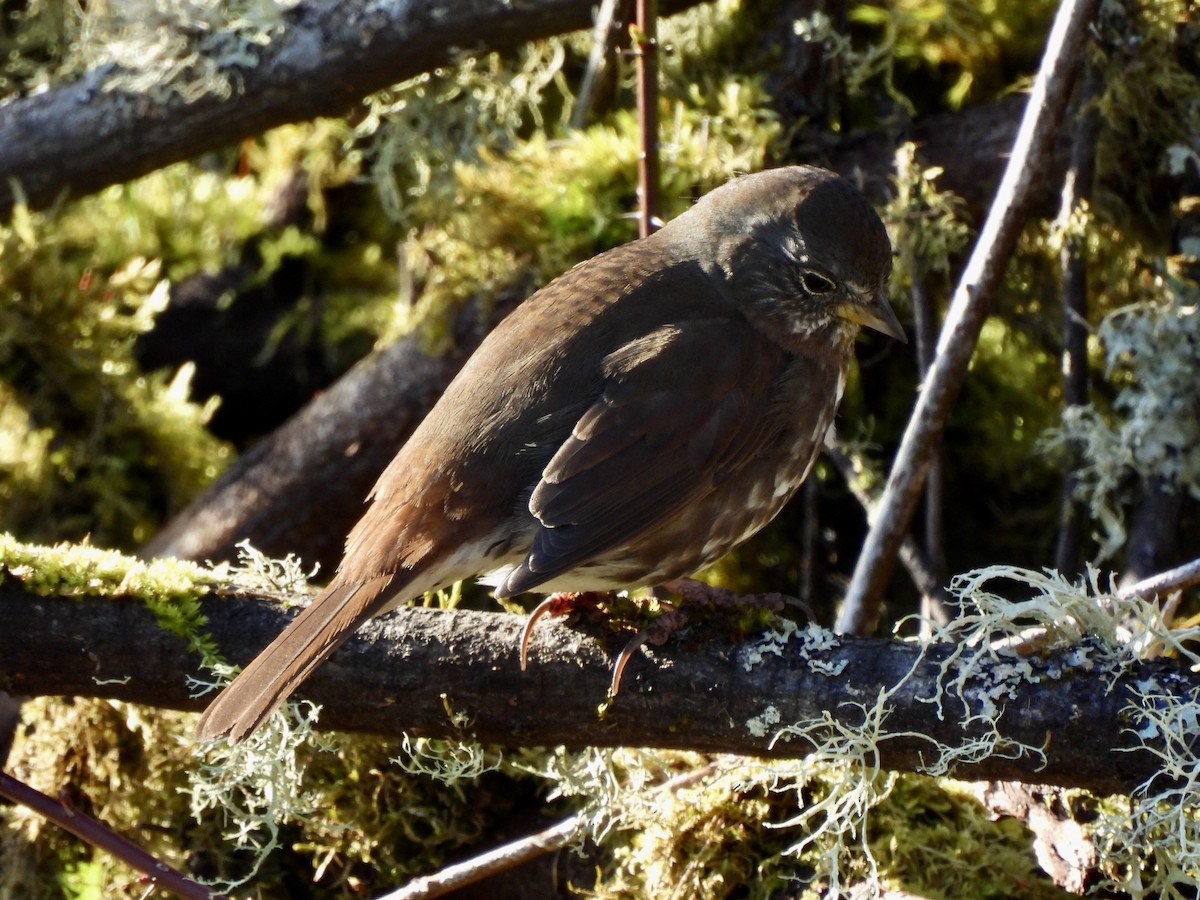 Bruant fauve - ML650679763