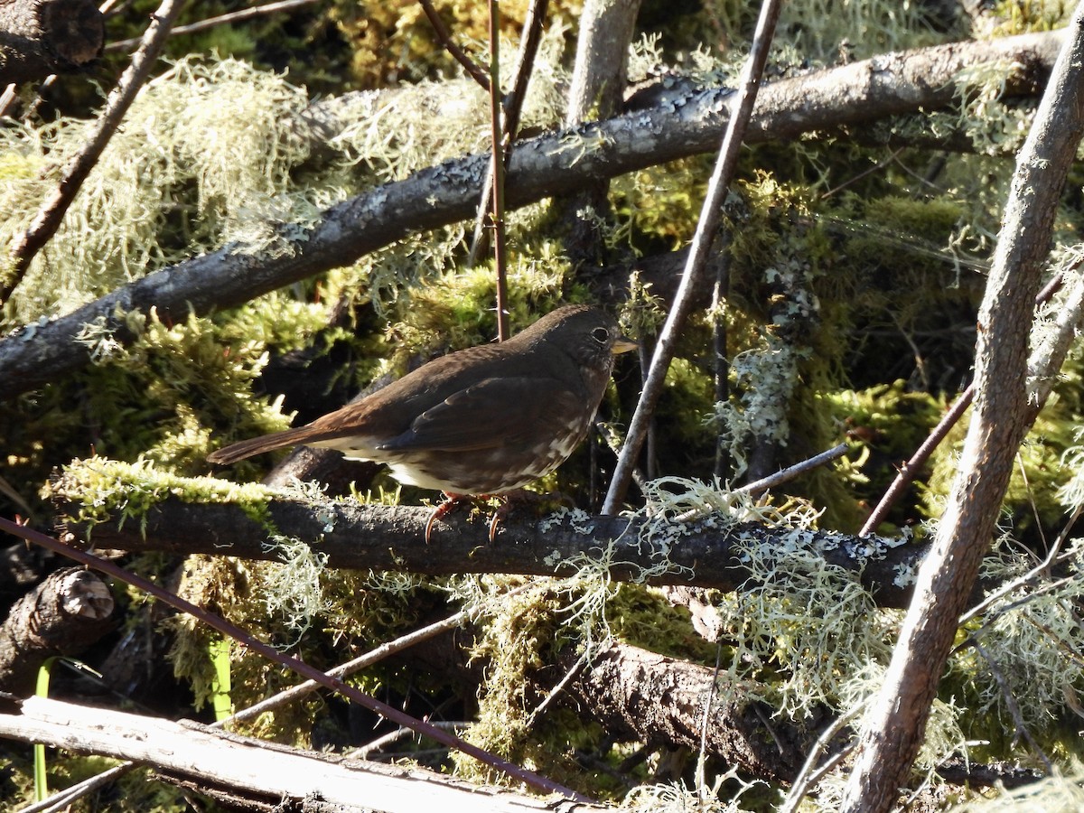 Bruant fauve - ML650679764