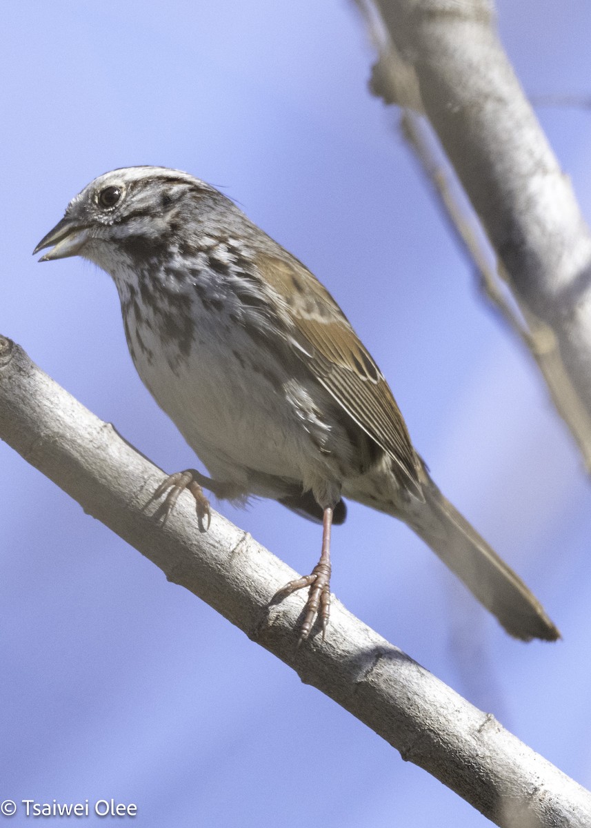 Song Sparrow - ML650679785