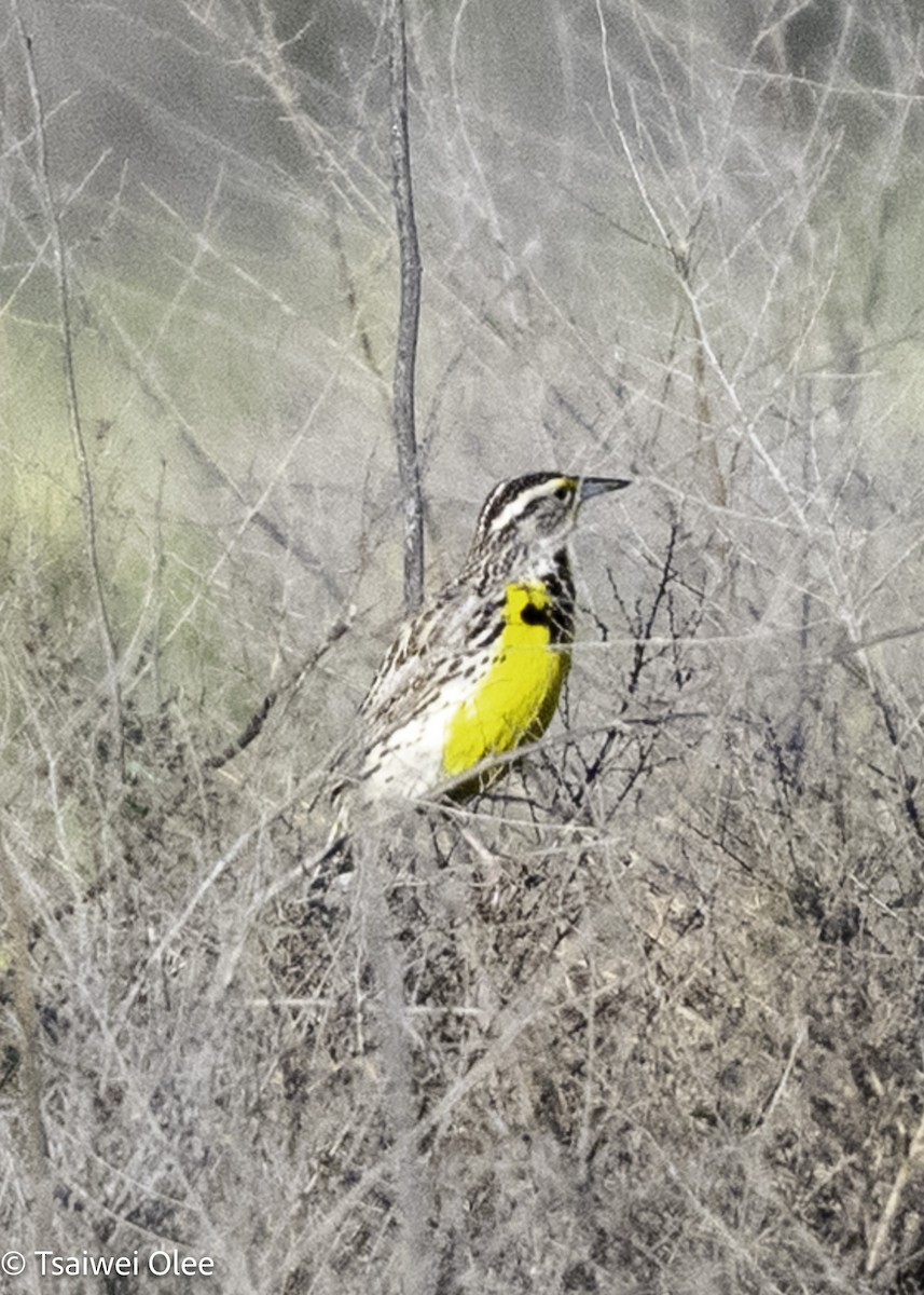 Western Meadowlark - ML650679791