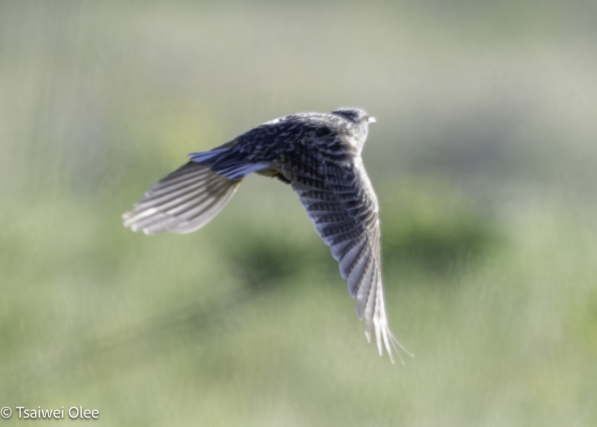 Western Meadowlark - ML650679795