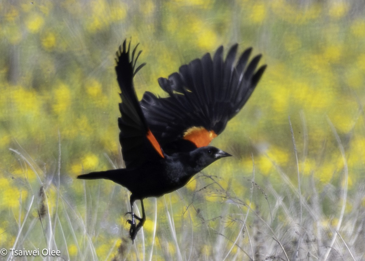 Red-winged Blackbird - ML650679802