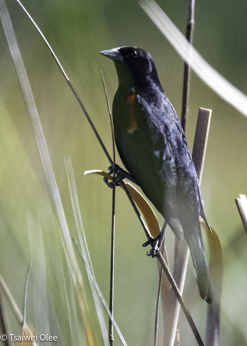 Red-winged Blackbird - ML650679812