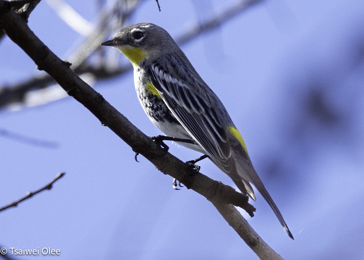 Yellow-rumped Warbler - ML650679826