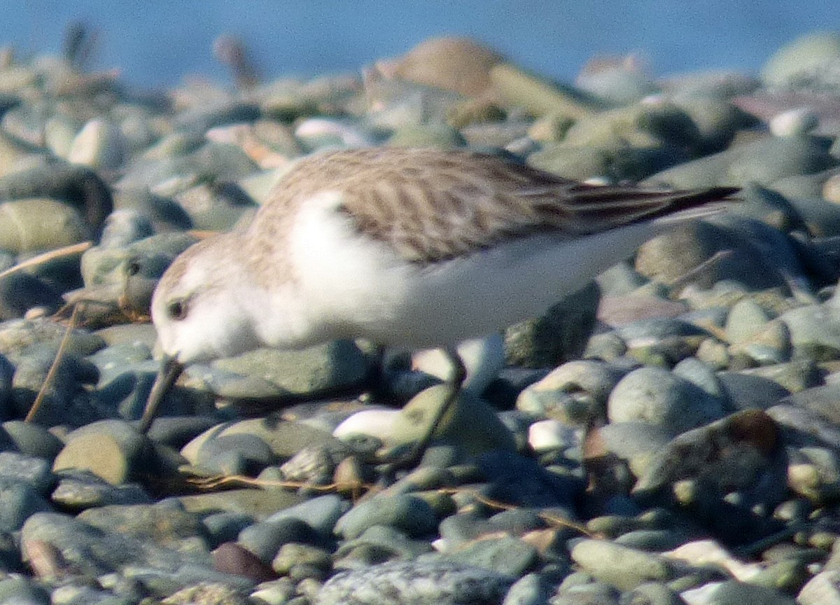 Txirri zuria - ML650679870