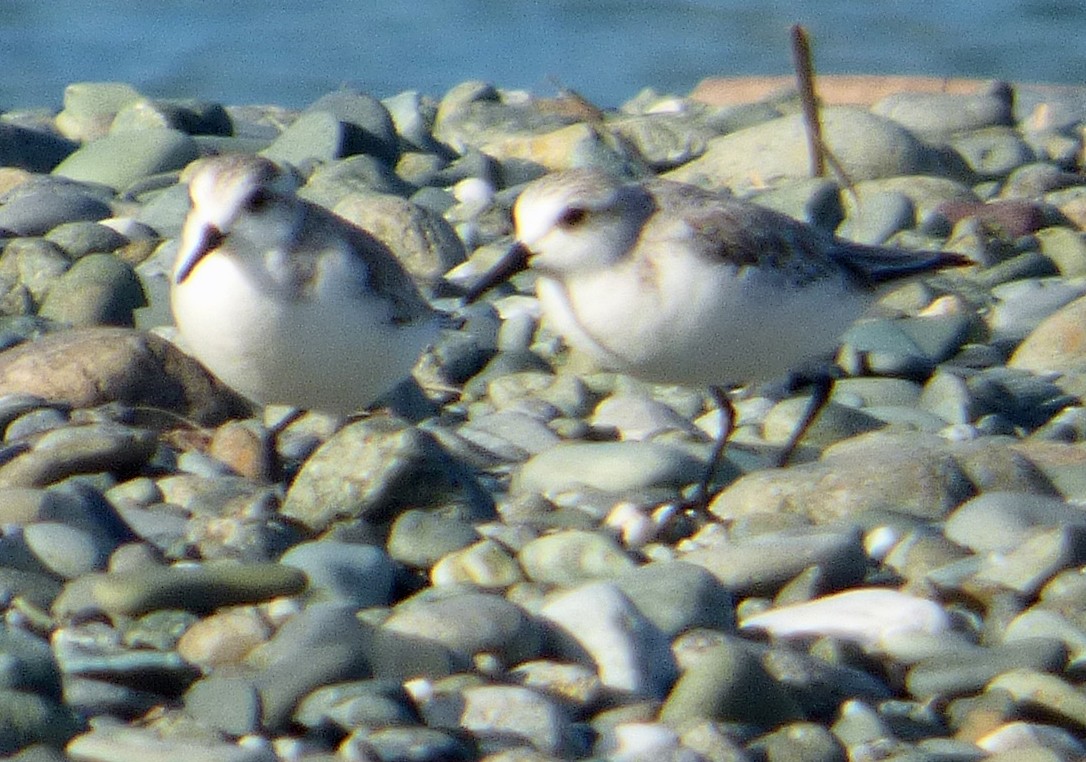 Txirri zuria - ML650679871