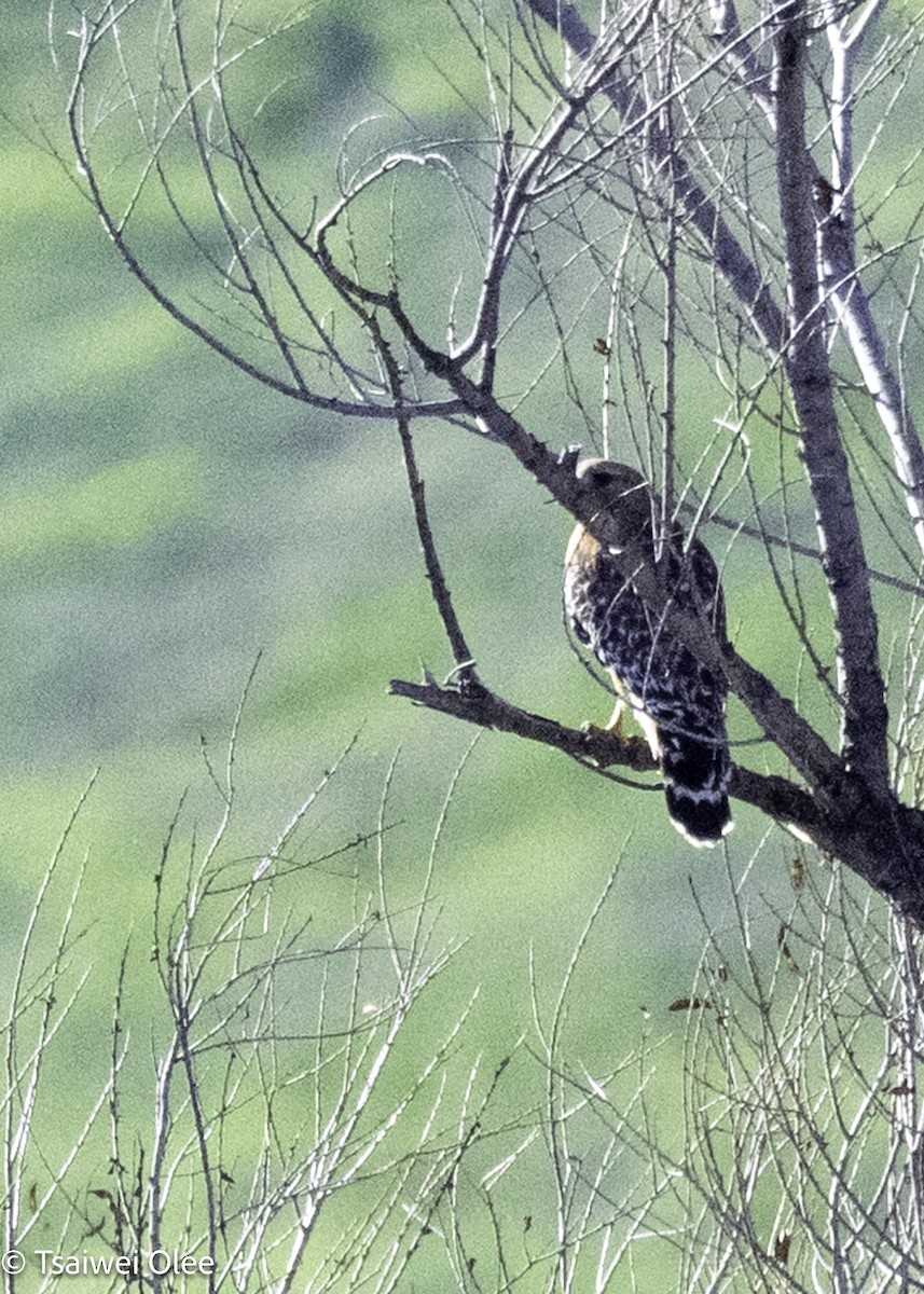 Red-shouldered Hawk - ML650679988