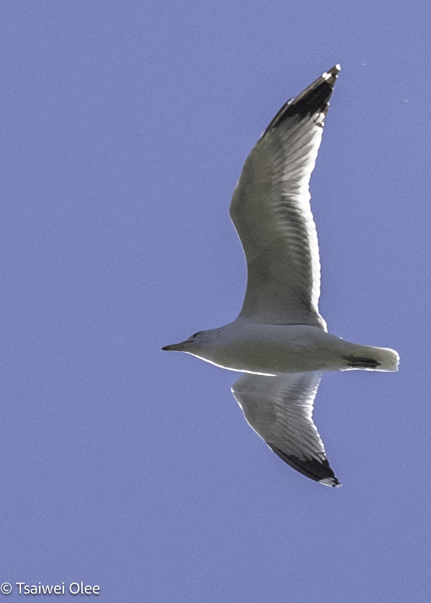 American Herring Gull - ML650680004