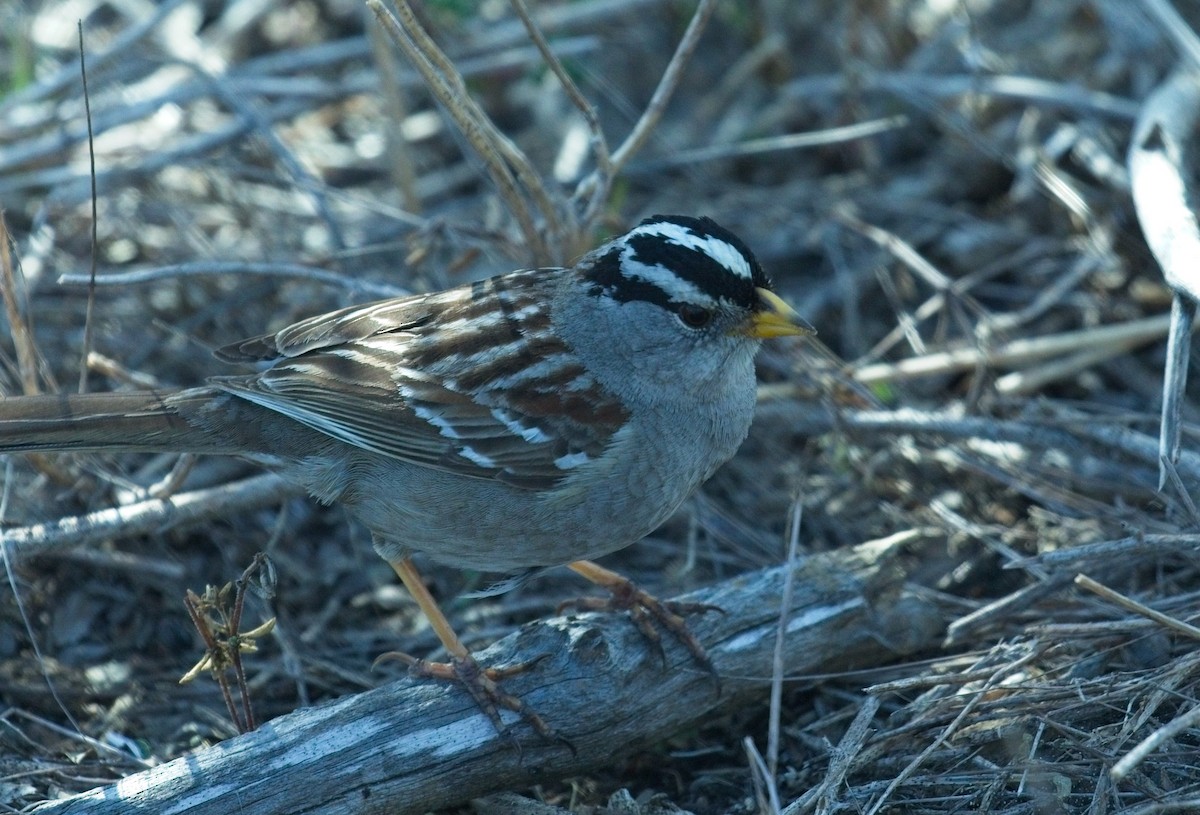 White-crowned Sparrow - ML650680231