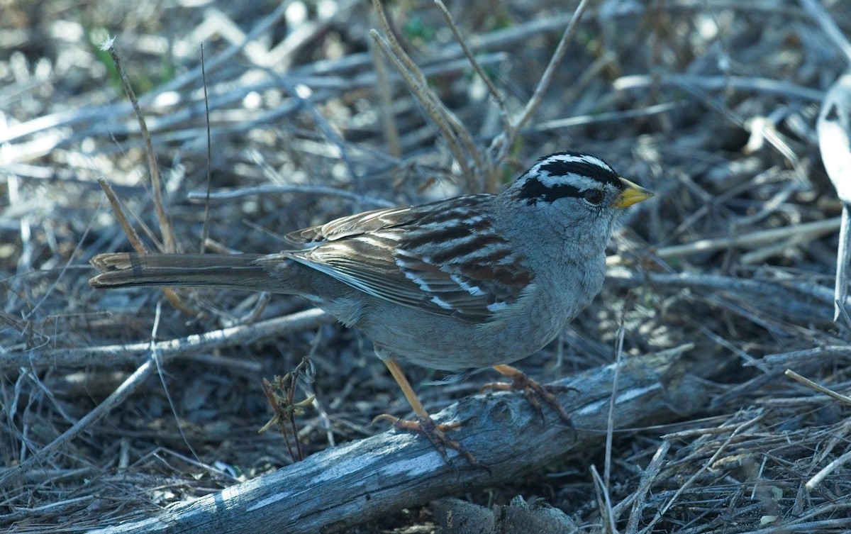 White-crowned Sparrow - ML650680232