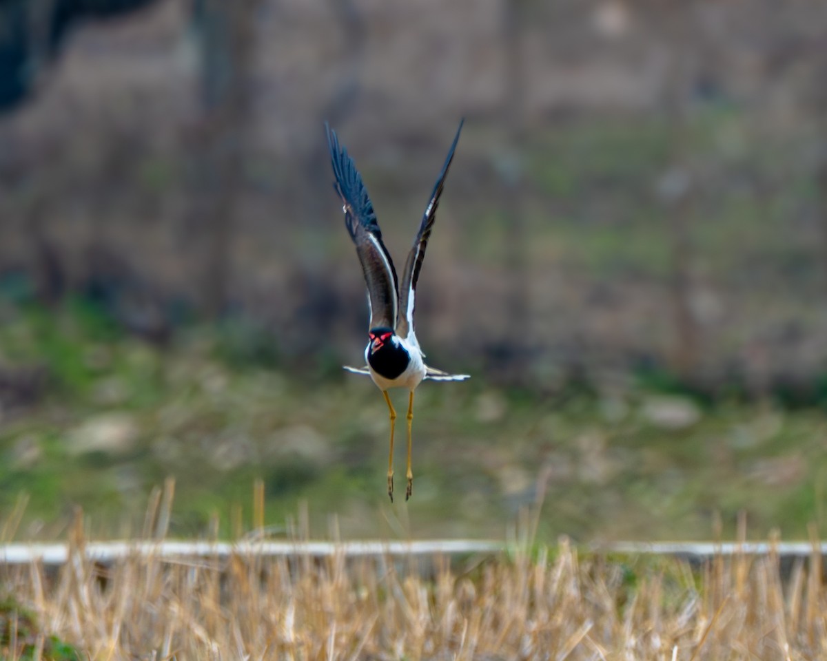 Red-wattled Lapwing - ML650680425