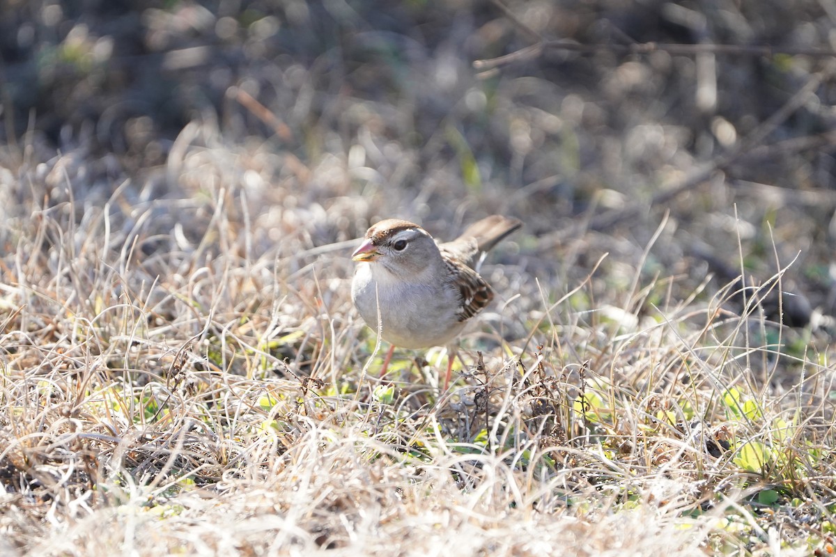White-crowned Sparrow - ML650680647