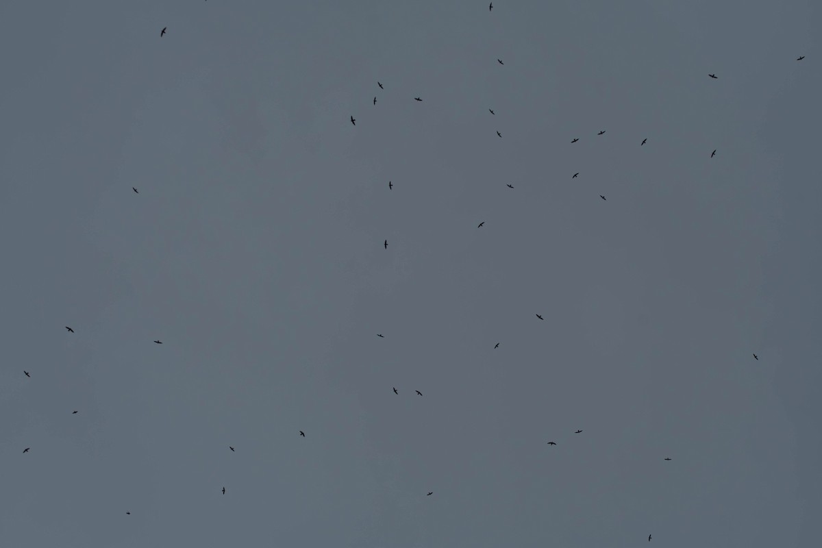 rorýs východní - ML650680910