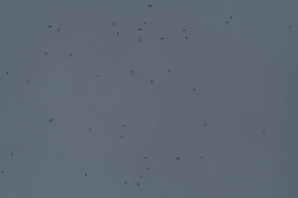 rorýs východní - ML650680911