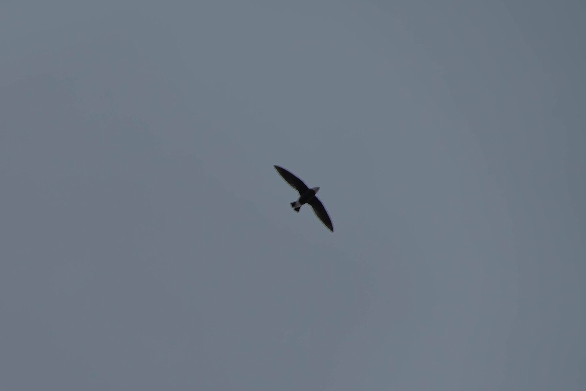 rorýs východní - ML650680912