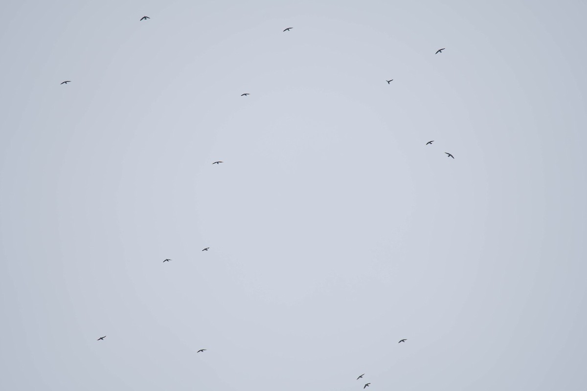 rorýs východní - ML650680913