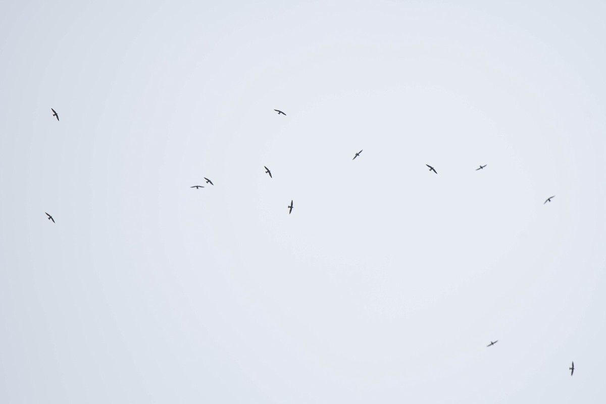 rorýs východní - ML650680914