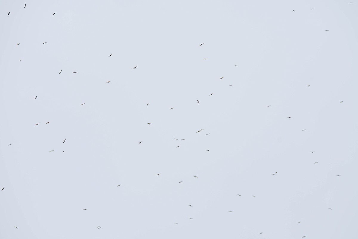 rorýs východní - ML650680915