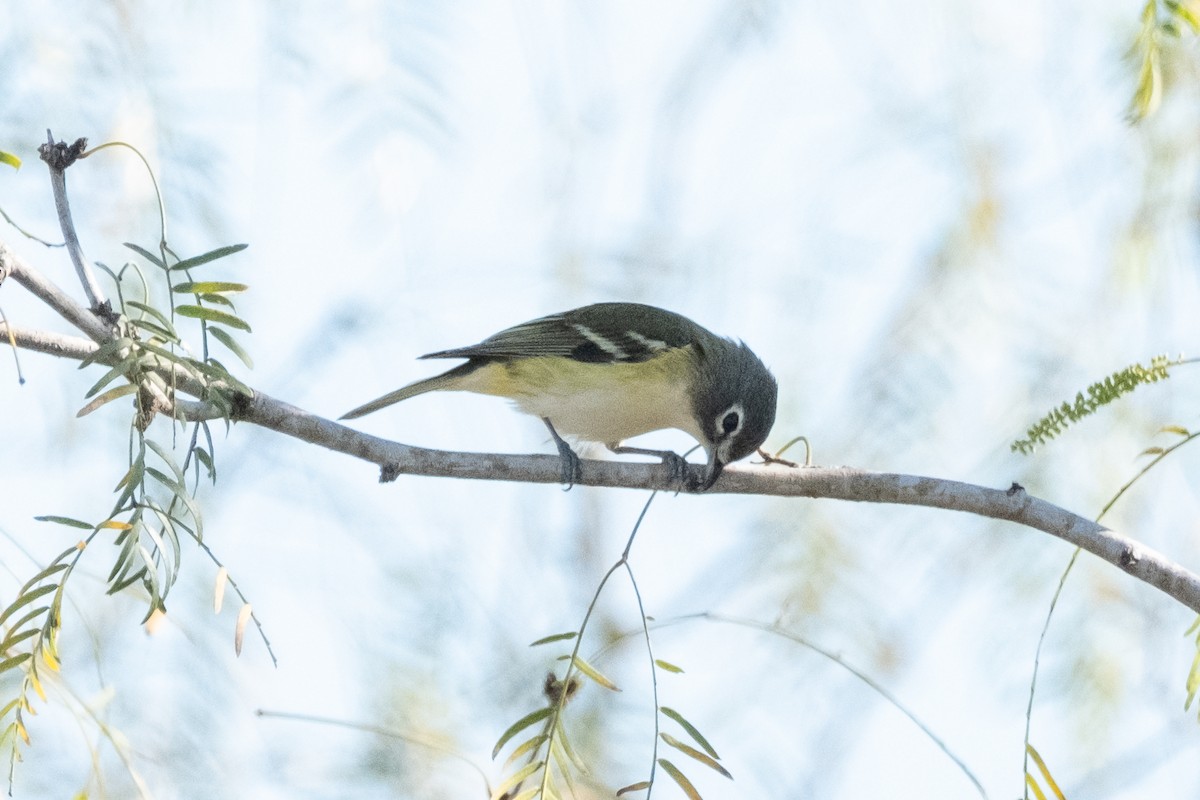 Blue-headed Vireo - ML650680948