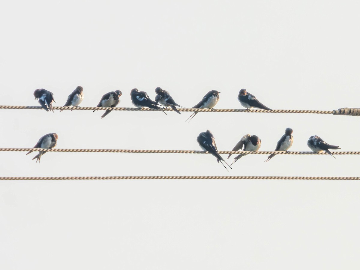 Golondrina Común - ML650680979