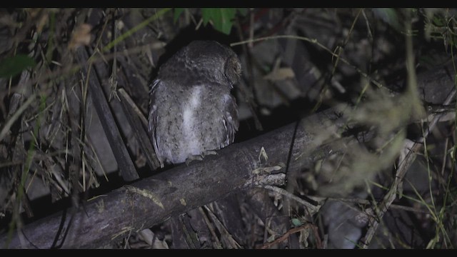 výreček horský - ML650681017