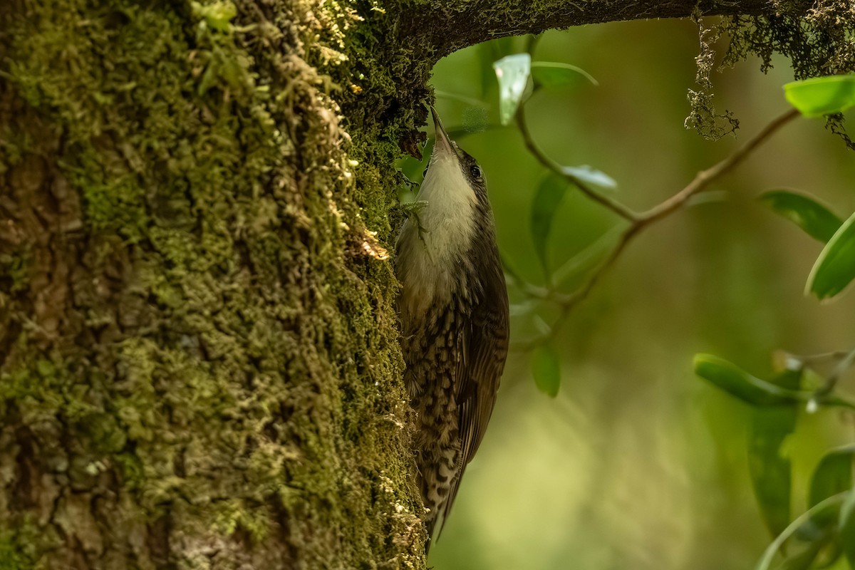 lezčík bělohrdlý - ML650681031