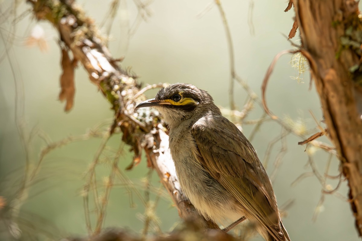 medosavka masková - ML650681038